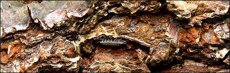 The woodlouse