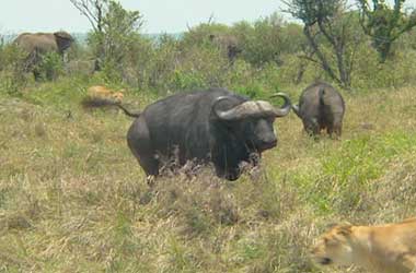 Buffalo charges lioness Buffalo charges lioness