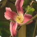 Clematis 'Etoile Rose'
