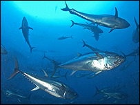 peixes