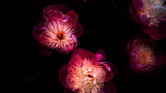 Beautiful Flowers... Beautiful Flowers...