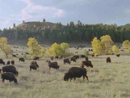 Bison