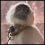 Macaco