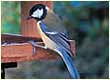 great tit