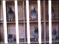 Pigeons