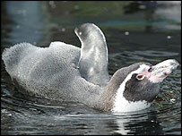 Pingüim