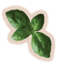 Basil