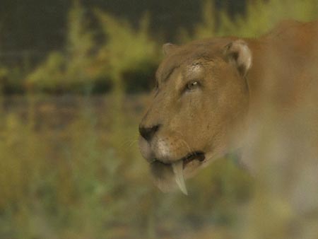 Sabre-tooth tiger