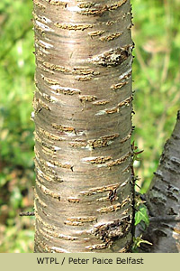 Wild Cherry