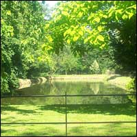 The pond