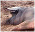 Belty sow