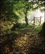Woodland