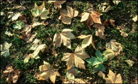 Leaves