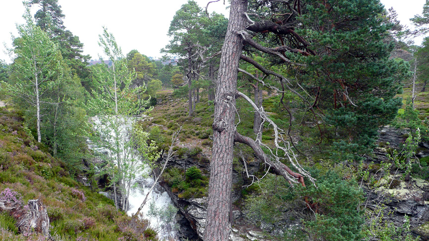 Old Scots Pine trees at the River Lui
