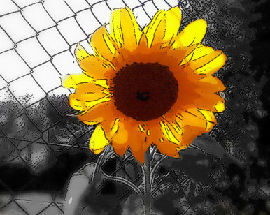 The Sunflower.