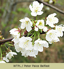Wild Cherry
