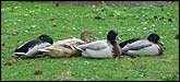 Ducks