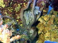 Octopus.