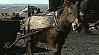 Use of Pit Ponies Underground, 1995