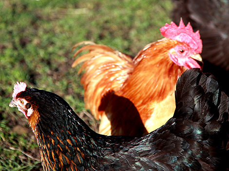 Chickens