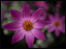Dahlia