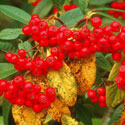 Cotoneaster