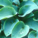 Hosta 'Halcyon', Plantain lily