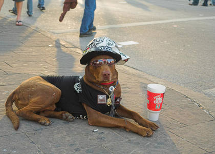 The coolest dog in Texas