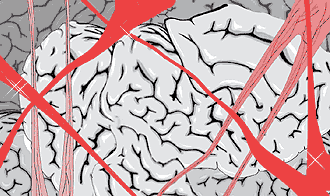 Spongy Grey Maze of synapses by Chris Limb
