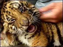 Filhote de tigre