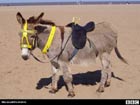 Donkey on the beach at Skegness.