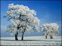 Hoar Frost