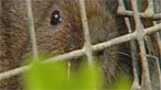 Voles