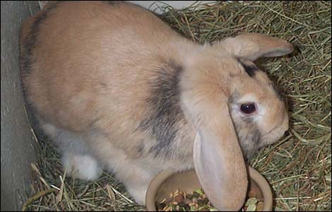 Abandoned animals at Derby's RSPCA shelter