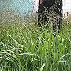 Dianella 'Baby Bliss'