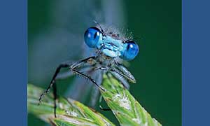 Life in the Undergrowth: a damsel fly
