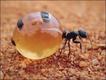 Foto: NHPA/Extreme Insects/HarperCollins