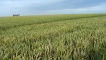 Cornfields when leaving Pittenweem