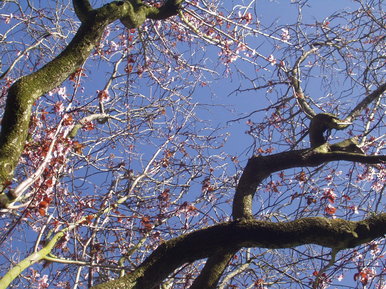 Branching