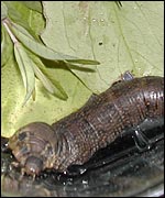 Jean's worm, newly christened Wilbur