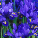 Iris reticulata, Iris