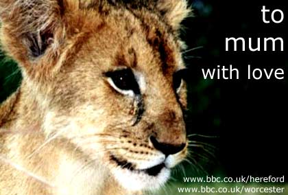 Lion cub