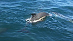 Dolphins Swimming