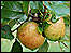 Apples