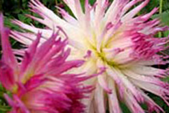 Dahlia, 'Marlene Joy'