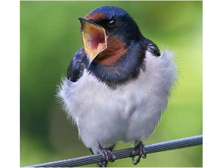 Yawning Swallow