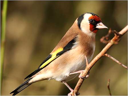 Goldfinch
