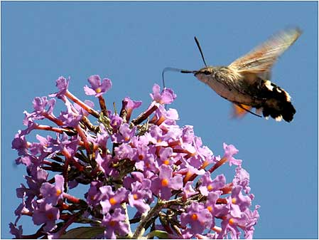 Moth on bush