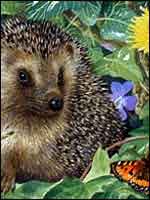 Hedgehog and butterfly by Valerie Briggs