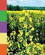 GM crops.